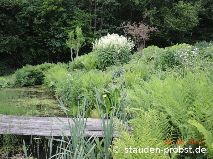 4. Juni --- Polygonum 'Johanniswolke'