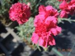 DSCN1904