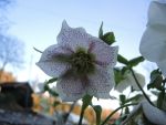 DSCN3184