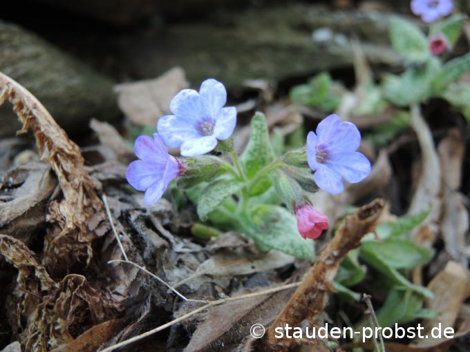 2. März