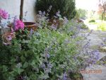 DSCN1507