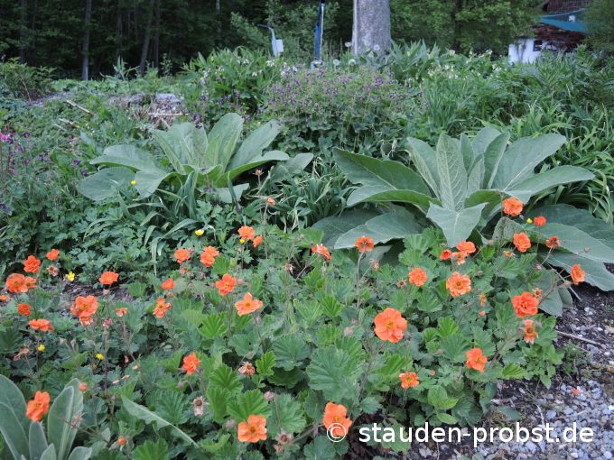 3. Mai