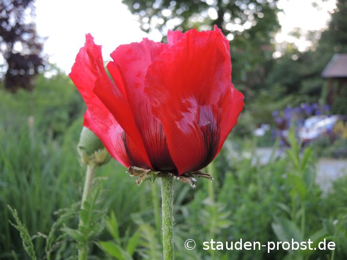 21. Mai