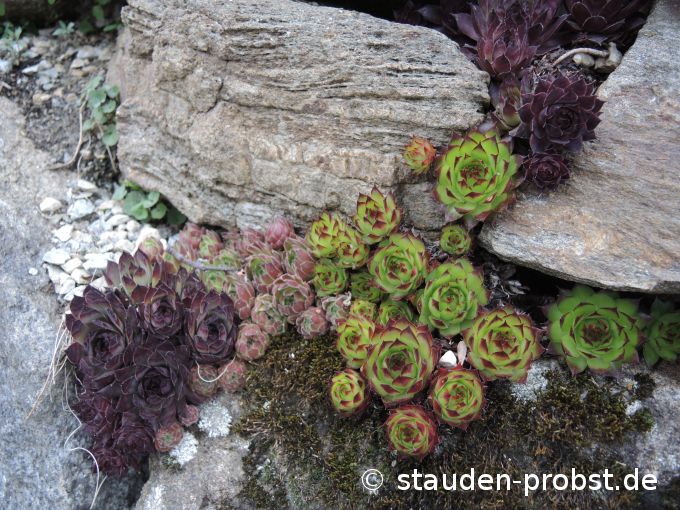 4. Mai