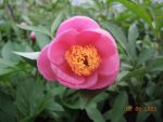 DSCN1398