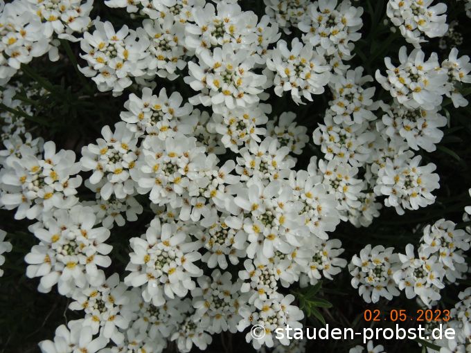 2. Mai