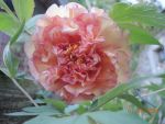 DSCN4177