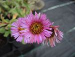 DSCN9131