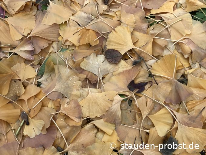 17. November