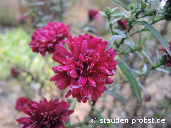 3. November