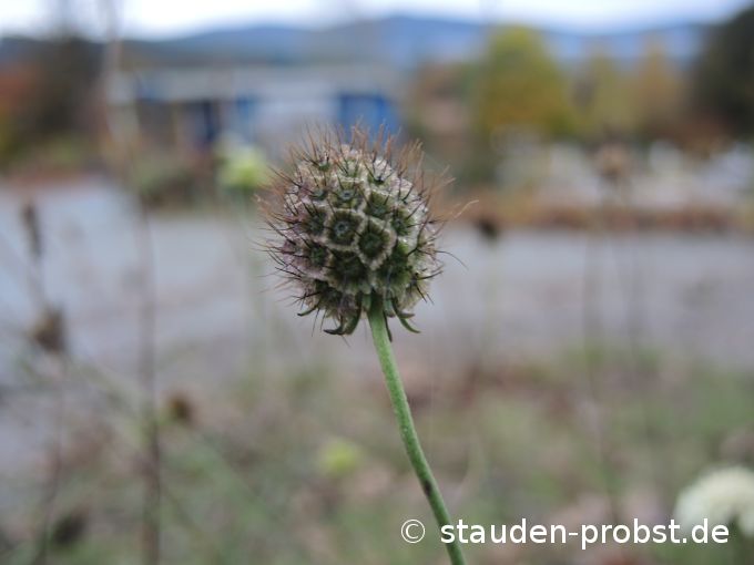 3. November