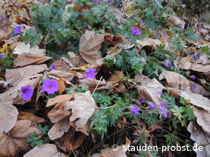 3. November