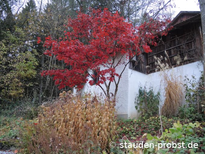 3. November