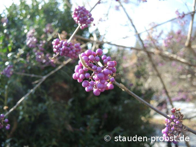 15. November