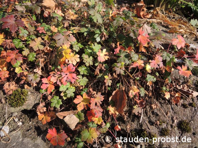 15. November
