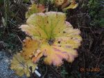 DSCN0463
