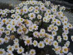DSCN0477