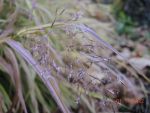 DSCN0487