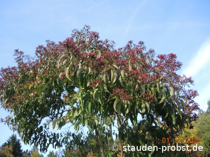 1. November