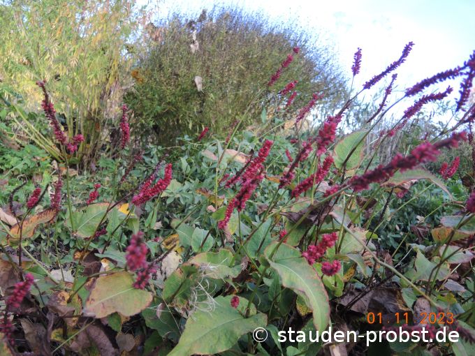 1. November