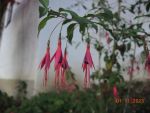 DSCN3275
