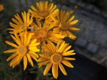 DSCN5424