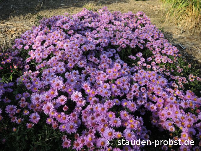 2. Oktober