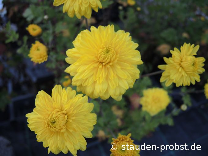 2. Oktober
