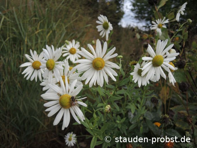3. Oktober