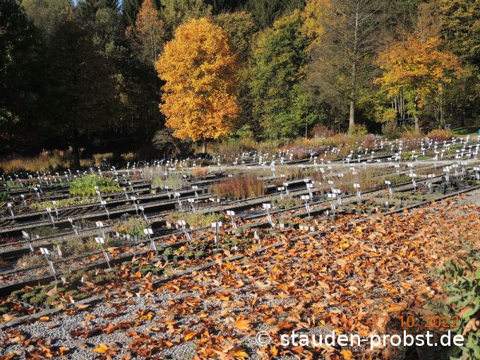 17. Oktober