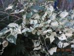 DSCN3007