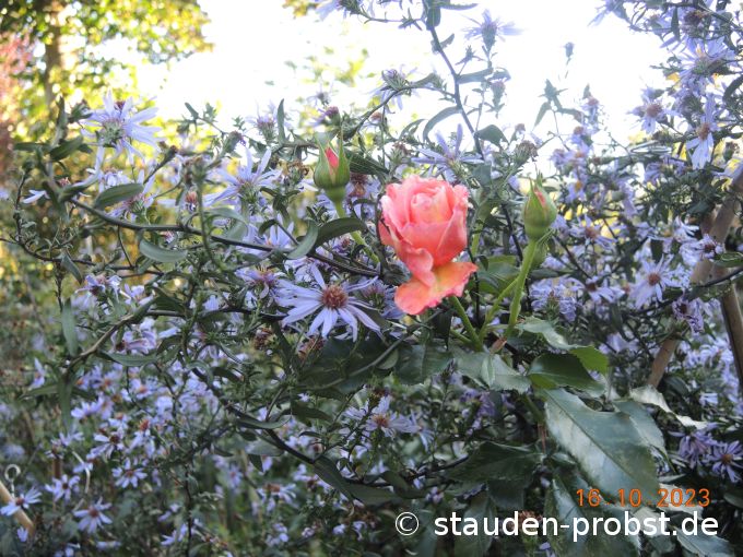 16. Oktober