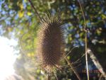 DSCN3059
