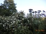 DSCN3107