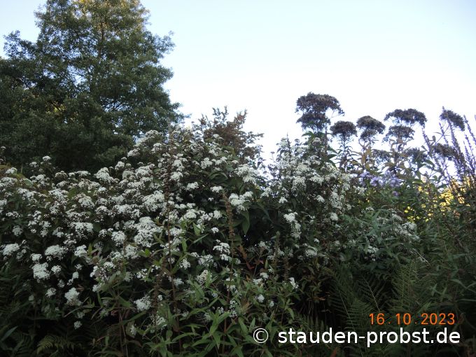 16. Oktober