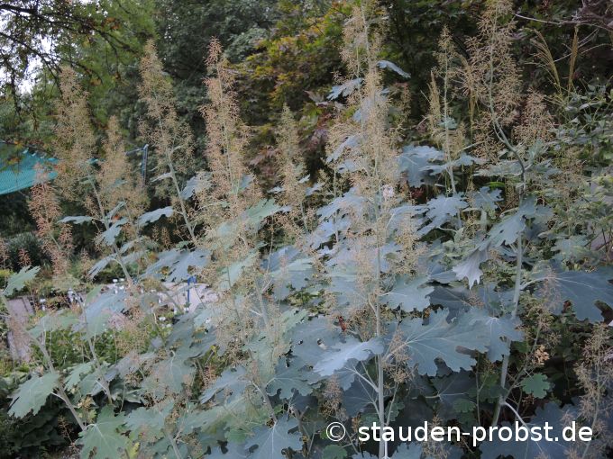 2. September