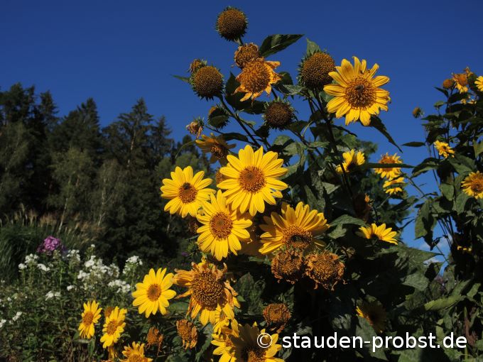 2. September