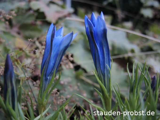 2. September