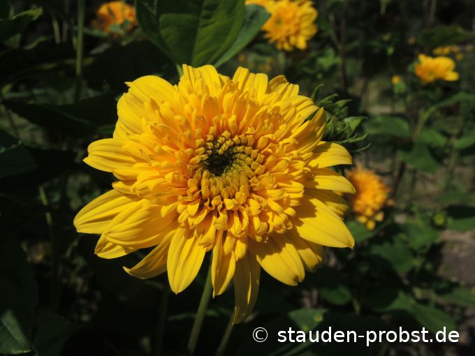 4. September