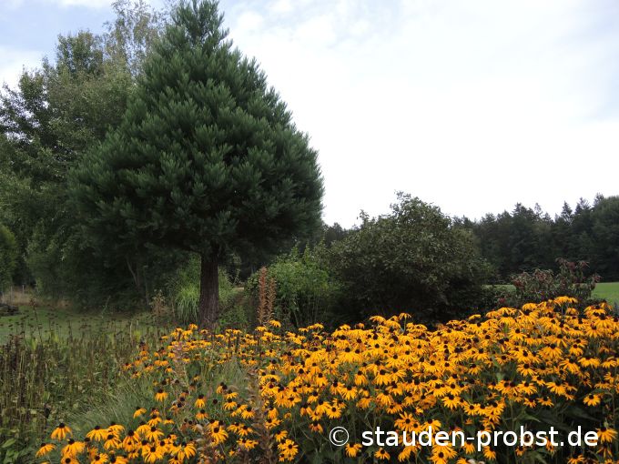 3. September