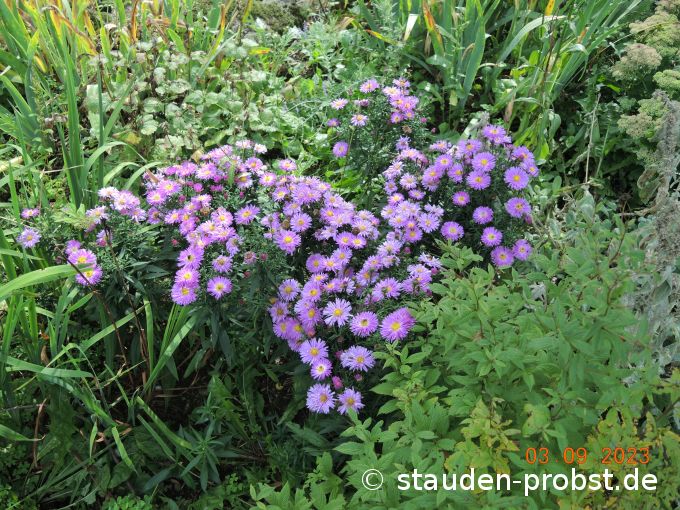 3. September