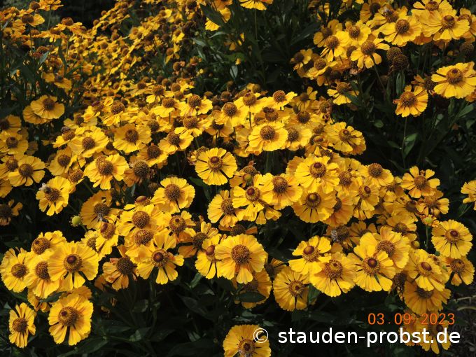 3. September