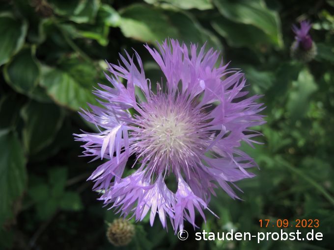17. September