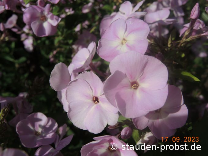 17. September