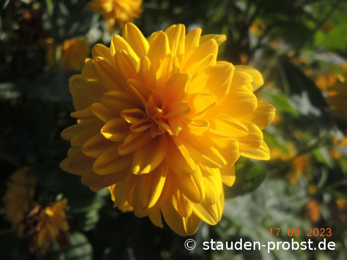 17. September