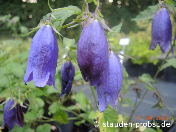 17. September
