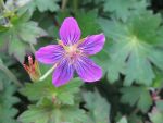 geranium-wlassovianum-zellertal-2