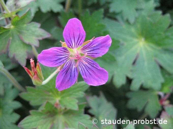 Geranium wlassovianum 'Zellertal' - Sibirischer Storchschnabel