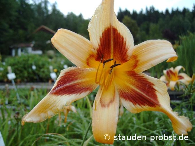 Hemerocallis 'Maustotschmatzer' - Taglilie
