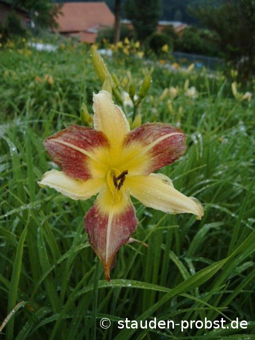 Hemerocallis 'Rotzletschnbene' - Taglilie